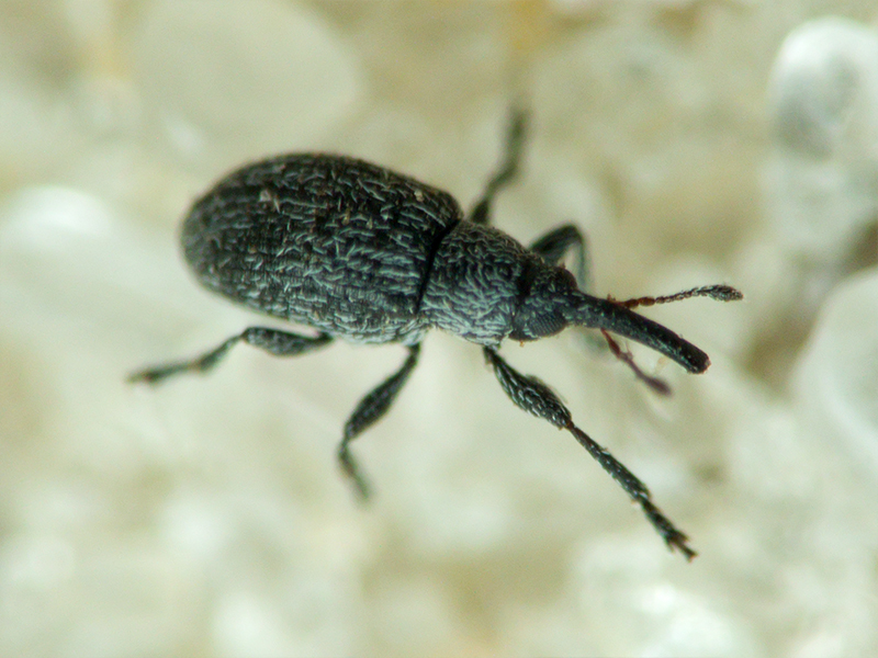 Apionidae Schönherr, 1823